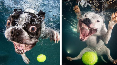 Check Out These Hilarious Photos Of Dogs Catching Their Toys Underwater