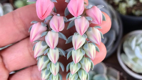 This Succulent Will Remind You Of Tiny Strawberries Growing On A Vine
