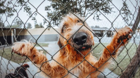 People Are Returning Their Pandemic Puppies And I Am So Upset
