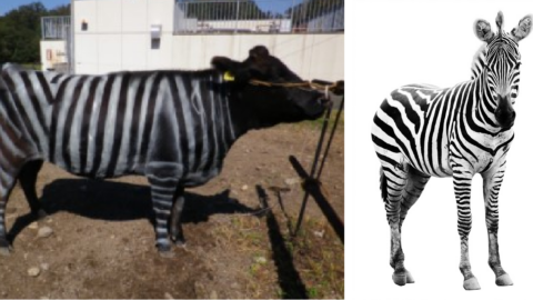 People Are Painting Cows To Look Like Zebras And It Is Actually Genius
