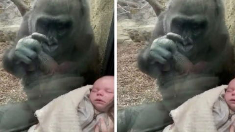 A New Mother And Kiki The Gorilla Bonded Over Their Babies At The Zoo and It’ll Melt Your Heart