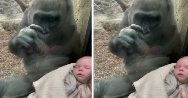 A New Mother And Kiki The Gorilla Bonded Over Their Babies At The Zoo and It’ll Melt Your Heart