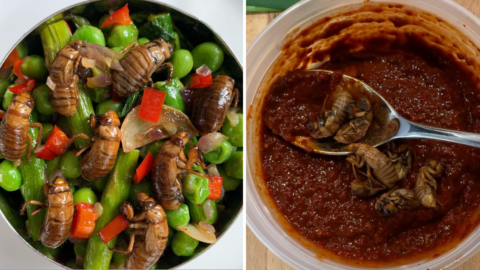 People Are Eating Cicadas And My Brain Just Can’t Handle It