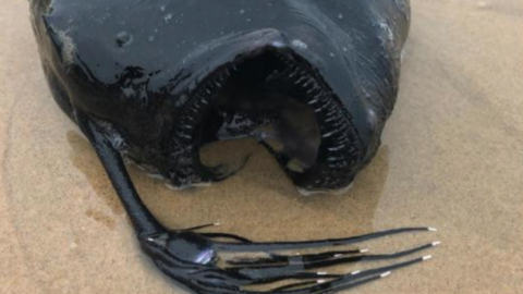 This Terrifying Fish Normally Found Thousands Of Feet Deep In The Ocean, Washed Up On A California Beach