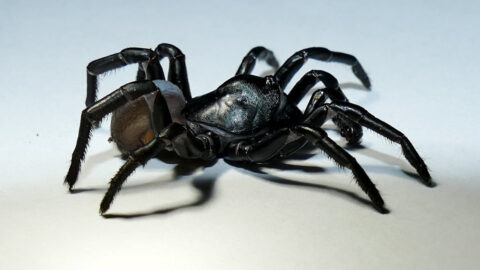 A New Tarantula-Like Spider Has Been Found And I’m A Bit Creeped Out