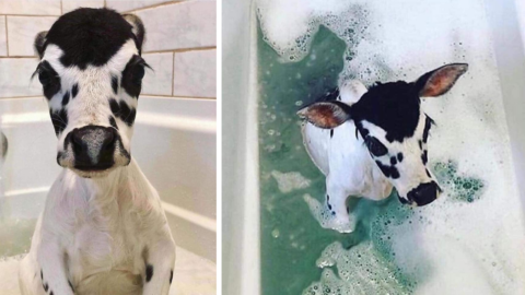 This Calf In A Bath Is The Cutest Thing You’ll See Today