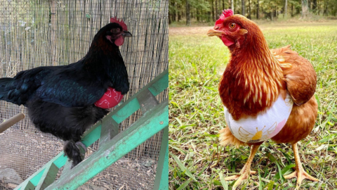 You Can Get Tiny Bras For Your Chickens That Are Not Only Fashionable, But They Can Also Save A Chickens Life