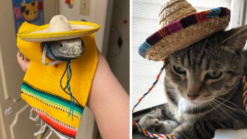 You Can Get A Sombrero for Your Small Animals And It’s Cuteness Overload
