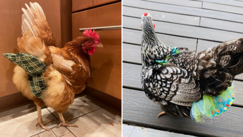 You Can Get Chicken Diapers For The Person That Loves To Bring Their Chickens Inside