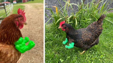 You Can Get Hulk Arms For Your Chickens And I Need Them Now