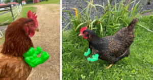 You Can Get Hulk Arms For Your Chickens And I Need Them Now