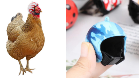 You Can Get Tiny Helmets For Your Chickens And I Need Them