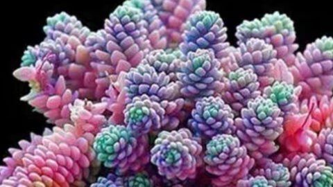 You Can Grow Succulents That Look Like Rainbow Pinecones And I Need Them In My Life