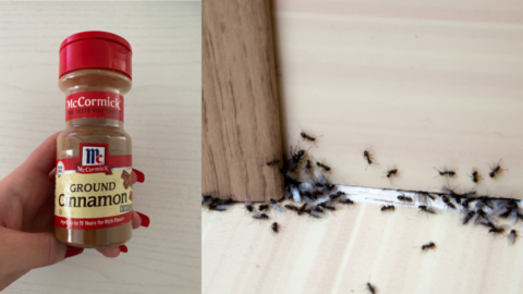 Turns Out, Ground Cinnamon Can Get Rid Of Ants In Your Garden. Here’s How.