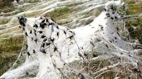 Australian Spider Webs Are The Most Terrifying Thing You Will Ever See
