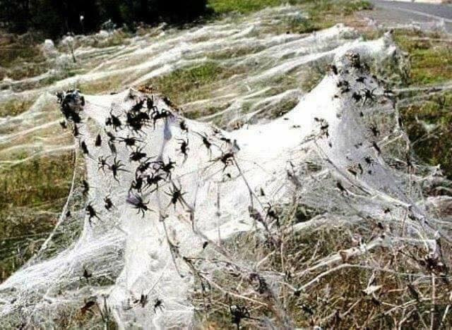 Australian Spider Webs Are The Most Terrifying Thing You Will Ever See