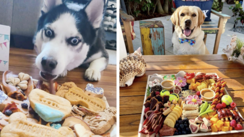 People Are Making ‘Barkcuterie’ Boards For Their Dogs and It’s The Cutest Thing Ever