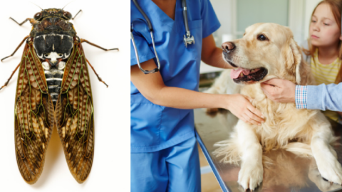 Cicada Bugs Can Be Harmful To Dogs. Here’s What You Need To Know.