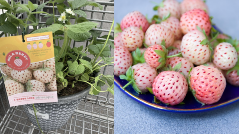 Costco Is Selling A Plant of Strawberries That Taste Like Pineapple And I Need It