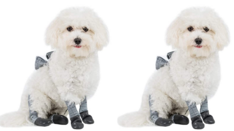 Dog Leggings Are The New Clothing Trend For Dogs and It’s Actually For A Great Reason