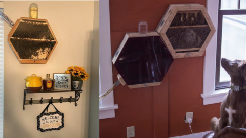 Indoor BeeKeeping Is The Hot New Way To Help Save The Bees