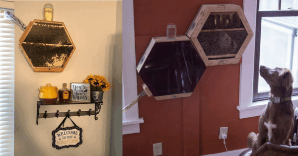 Indoor BeeKeeping Is The Hot New Way To Help Save The Bees