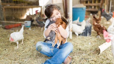The CDC Says You Shouldn’t Hug Or Kiss Your Chickens After A Salmonella Outbreak