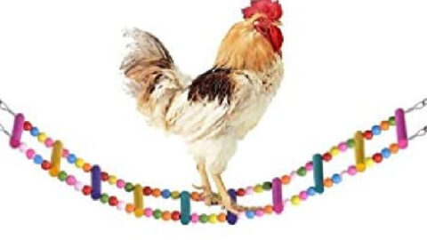 You Can Get A Tiny Chicken Ladder For Your Chicken Coop