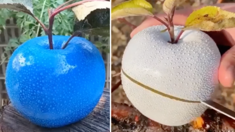 Edible Colored Apples Exist And They Look Like Something Out Of A Fairytale