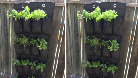 People Are Using Shoe Racks To Create A Vertical Hanging Garden And It’s Genius