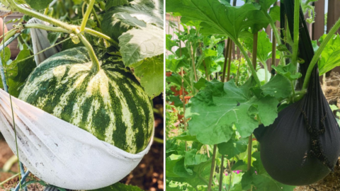 People Are Making Watermelon Slings To Help Their Watermelons Grow and It’s Pure Genius