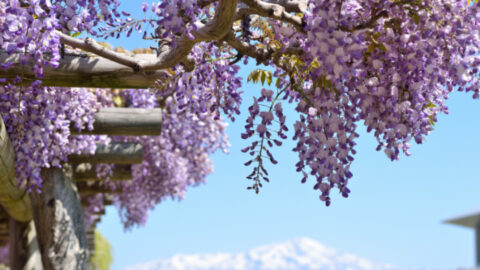 Home Depot Is Selling A Wisteria Tree That Has Clusters of Lilac-Purple Blooms