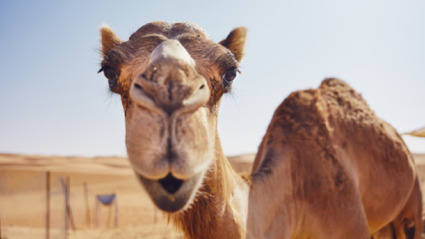 People Are Just Now Learning How Camels Drink Water And It’s Made The Internet Go Crazy