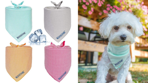 You Can Get A Cooling Bandana To Keep Your Dog Cool and Comfortable This Summer