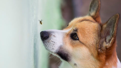 Here Is What You Should Do If Your Dog Gets Stung By A Bee