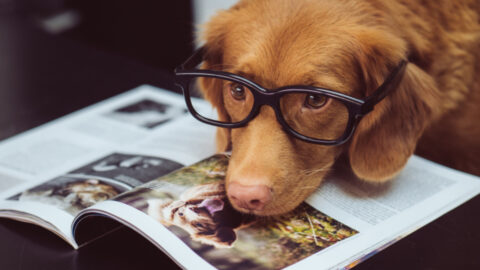 Science Says Dogs Can Tell If A Person Is Untrustworthy And I’m Not Surprised