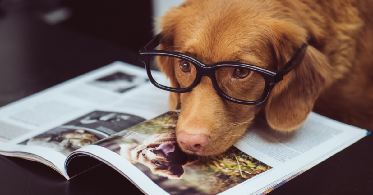 Science Says Dogs Can Tell If A Person Is Untrustworthy And I’m Not Surprised