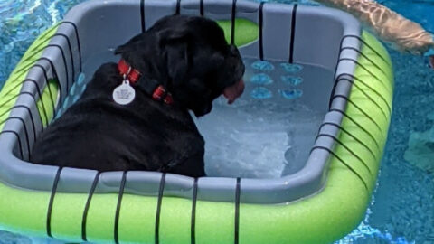 People Are Making Floating Baskets For Their Pets To Safely Enjoy The Pool and I Find It Genius