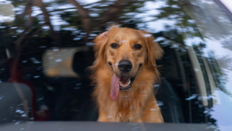 Many Laws State You Can’t Break Into A Hot Car To Save A Dog, But Here’s What You Can Do Instead