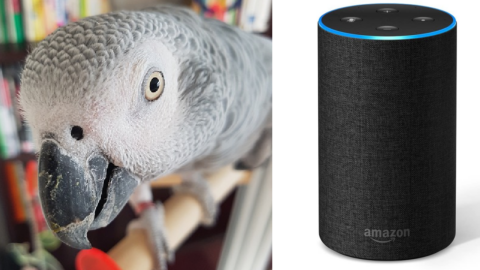 This Parrot Fell In Love With Alexa And He Keeps Ordering Things From Amazon