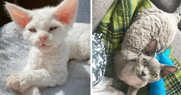 Poodle Cats Are A Real Thing And I Am Obsessed
