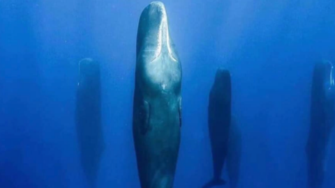 Apparently, Sperm Whales Dive 45 Feet Into The Ocean And Sleep Vertically Just To Take A Nap