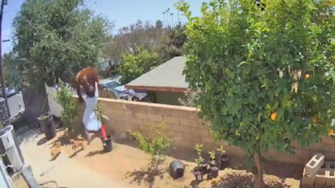 This Teen Shoved A Giant Brown Bear To Save Her Dogs And She’s My New Hero