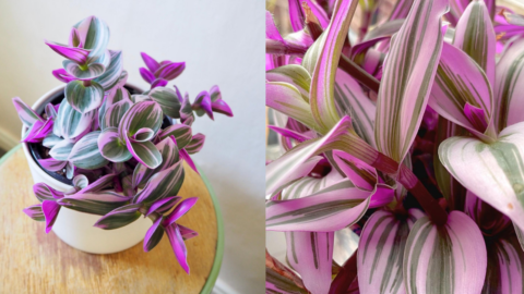 This Beautiful Pink Plant Looks Like Something From A Fairytale And It’s So Easy To Grow