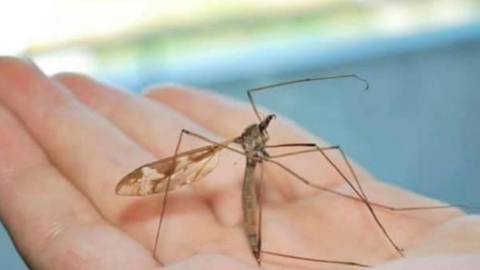 Crane Flies Are Often Mistaken As Mosquitos. Here’s Why You Shouldn’t Kill Them.
