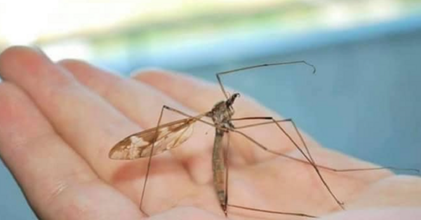 Crane Flies Are Often Mistaken As Mosquitos. Here’s Why You Shouldn’t Kill Them.