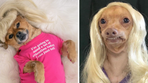 Dogs In Wigs Is The New Hot Trend And We Are Here For It