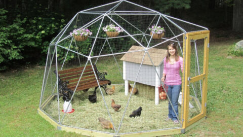 This Geodesic Dome Lets Your Chickens Roam Around Free While Keeping Them Safe From Predators