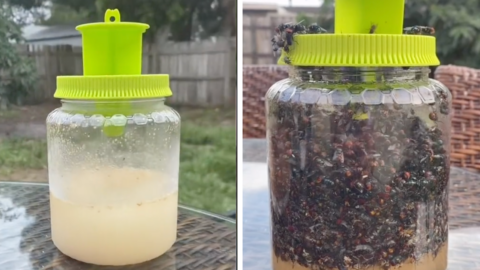 People Are Obsessed With This Reusable Fly Trap That Costs Less Than $10