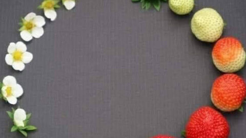 Did You Know The Life Cycle Of A Strawberry Actually Starts Out As A Pretty White Flower?